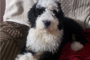 Joey - Bernedoodle for sale