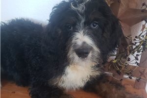 Phineas - Bernedoodle for sale