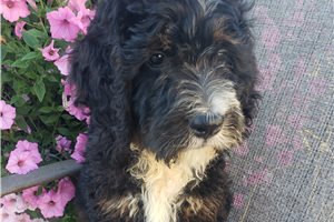 Porter - Bernedoodle for sale