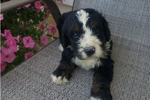 Phineas - Bernedoodle for sale