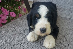 Pheonix - Bernedoodle for sale