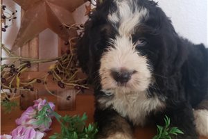 Pheonix - Bernedoodle for sale