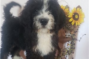 Parker - Bernedoodle for sale