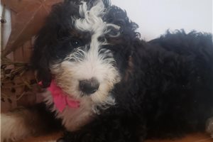 June - Bernedoodle for sale