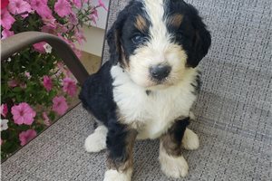 Paisley - Bernedoodle for sale