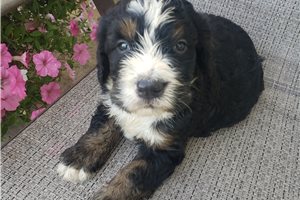 Puck - Bernedoodle for sale