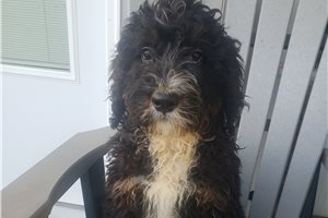 Porter - Bernedoodle for sale