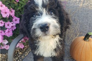 Parker - Bernedoodle for sale