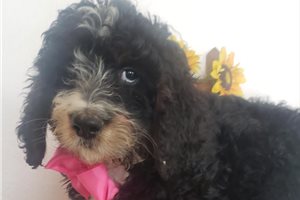 Joanna - puppy for sale
