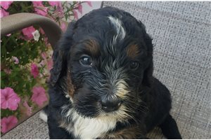 Porter - Bernedoodle for sale