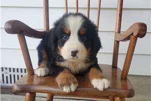 Kash - Bernese Mountain Dog for sale