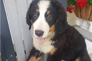 Kaitlin - Bernese Mountain Dog for sale