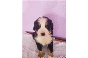 Lancelot - Bernese Mountain Dog for sale