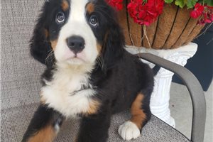 Kylie - Bernese Mountain Dog for sale
