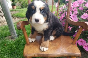 Krissy - Bernese Mountain Dog for sale