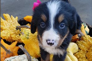 Tianna - puppy for sale