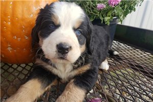 Fiona - puppy for sale