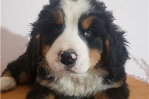 Iris - Bernese Mountain Dog for sale