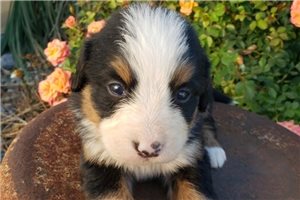 Thea - puppy for sale