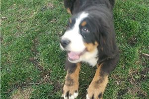 George - Bernese Mountain Dog for sale