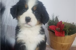 Gabrielle - Bernese Mountain Dog for sale