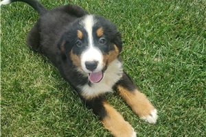 Kinsley - Bernese Mountain Dog for sale