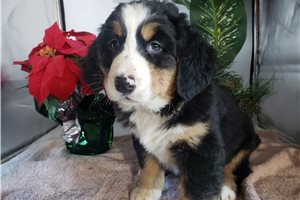 Francesca - puppy for sale