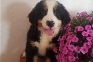 Kylie - Bernese Mountain Dog for sale