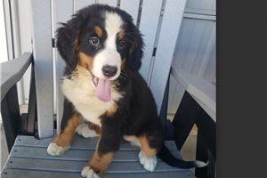 Krissy - Bernese Mountain Dog for sale