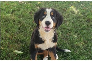 Morgan - Bernese Mountain Dog for sale