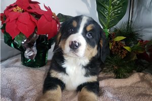 Fatima - Bernese Mountain Dog for sale