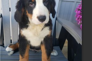 Kara - Bernese Mountain Dog for sale