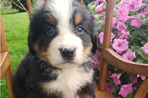 Keaton - Bernese Mountain Dog for sale