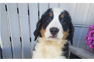 Kaitlin - Bernese Mountain Dog for sale