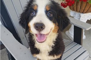 Kylie - Bernese Mountain Dog for sale