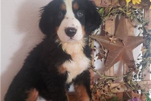 Morgan - Bernese Mountain Dog for sale