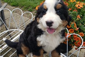 India - Bernese Mountain Dog for sale