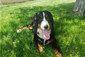 Henry - Bernese Mountain Dog for sale