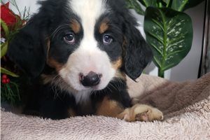 Felix - puppy for sale