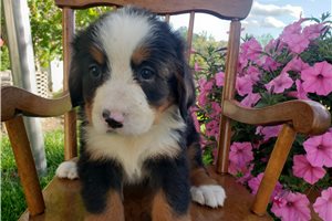 Kennedy - Bernese Mountain Dog for sale