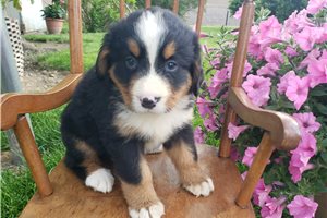Kinsley - Bernese Mountain Dog for sale