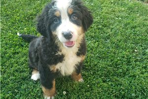 Lucy - Bernese Mountain Dog for sale