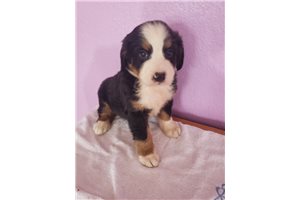 Lemming - Bernese Mountain Dog for sale