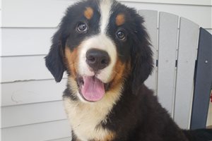 Kinsley - Bernese Mountain Dog for sale