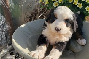 Isaiah - Bernese Mountain Dog for sale