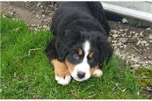 Lottie - Bernese Mountain Dog for sale