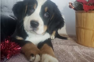 Freya - puppy for sale