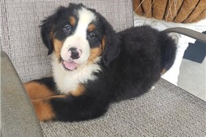 Kiki - Bernese Mountain Dog for sale