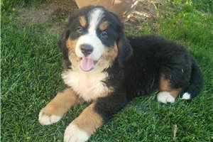 Liam - puppy for sale