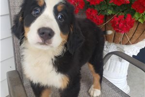 Kaitlin - Bernese Mountain Dog for sale